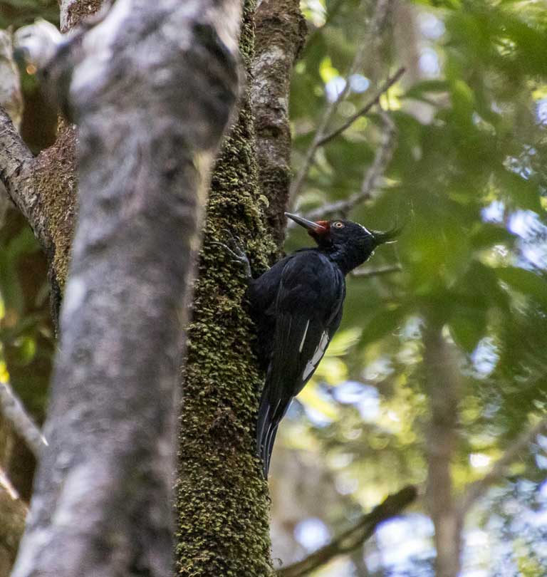 carpintero hembra
