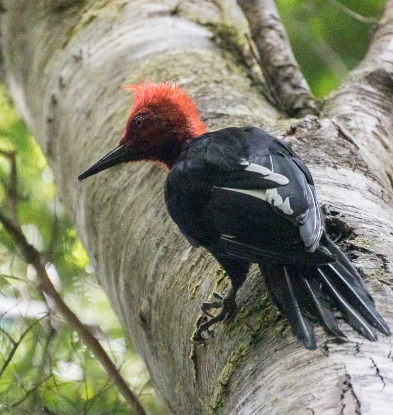 carpintero macho