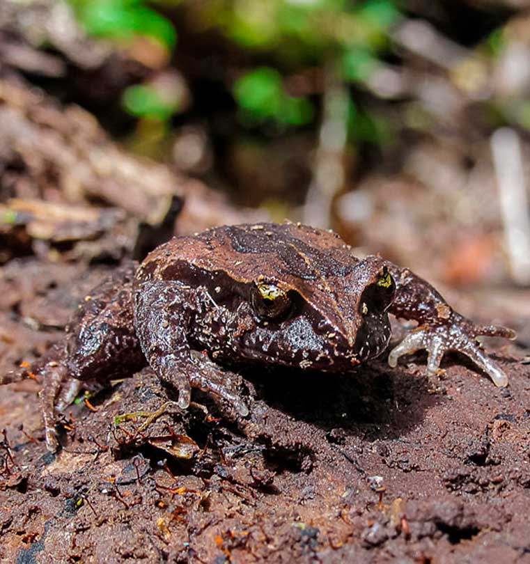 rana de hojarasca