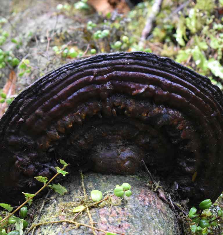oreja de palo