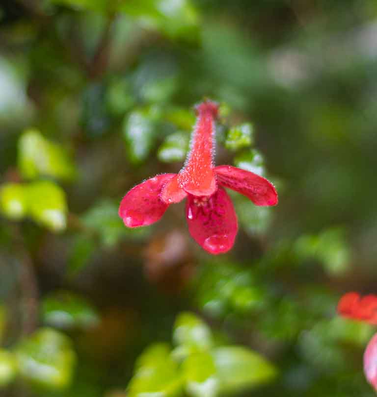 estrellita