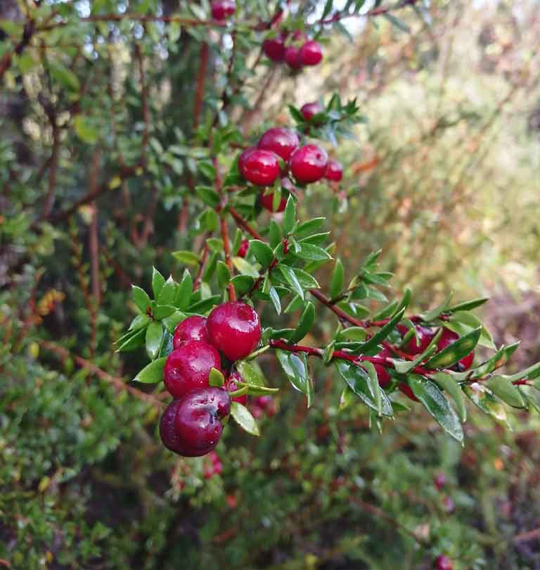 chaquirita del monte