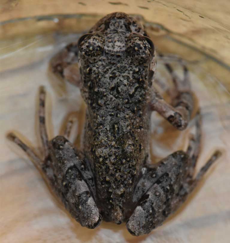 rana moteada