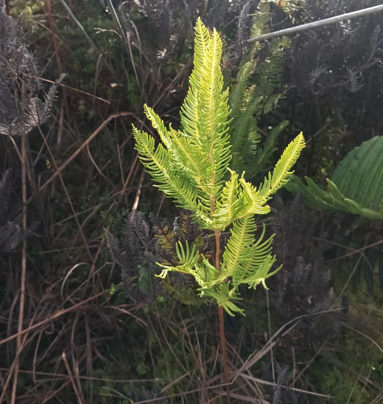 yerbaloza