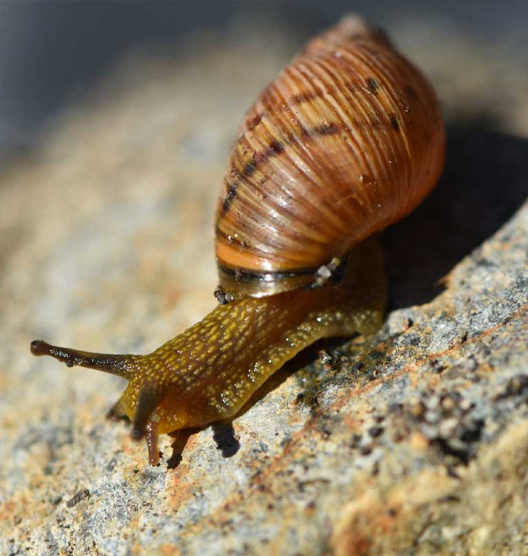 Caracol Terrestre