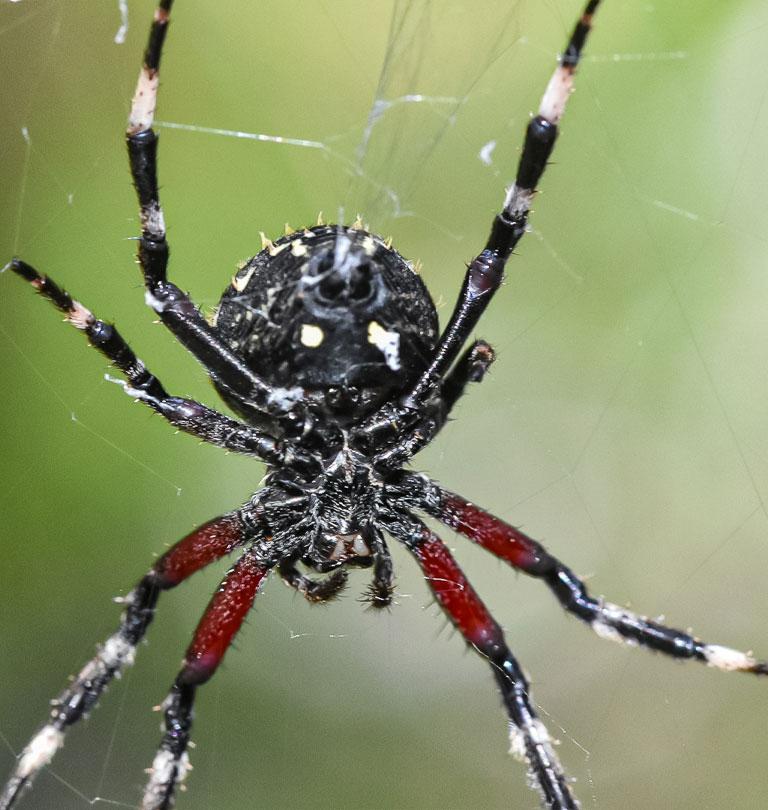 Araña del Boldo