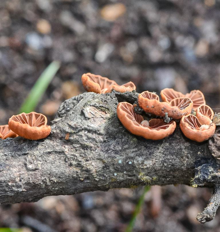 Anthracophyllum discolor