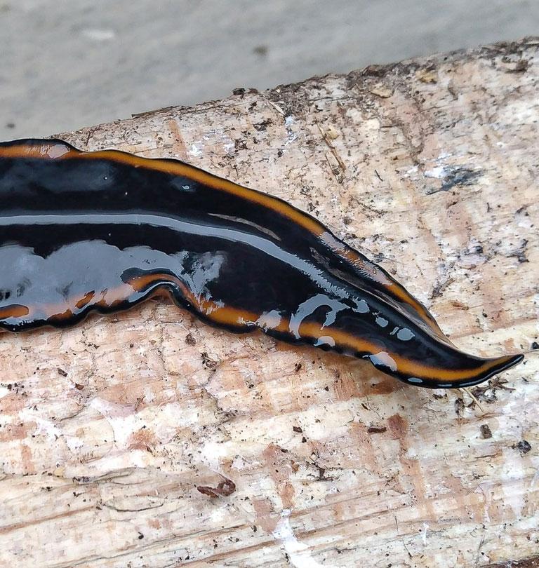 Planaria Terrestre