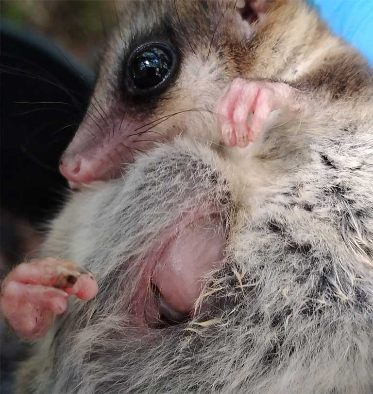monito del monte