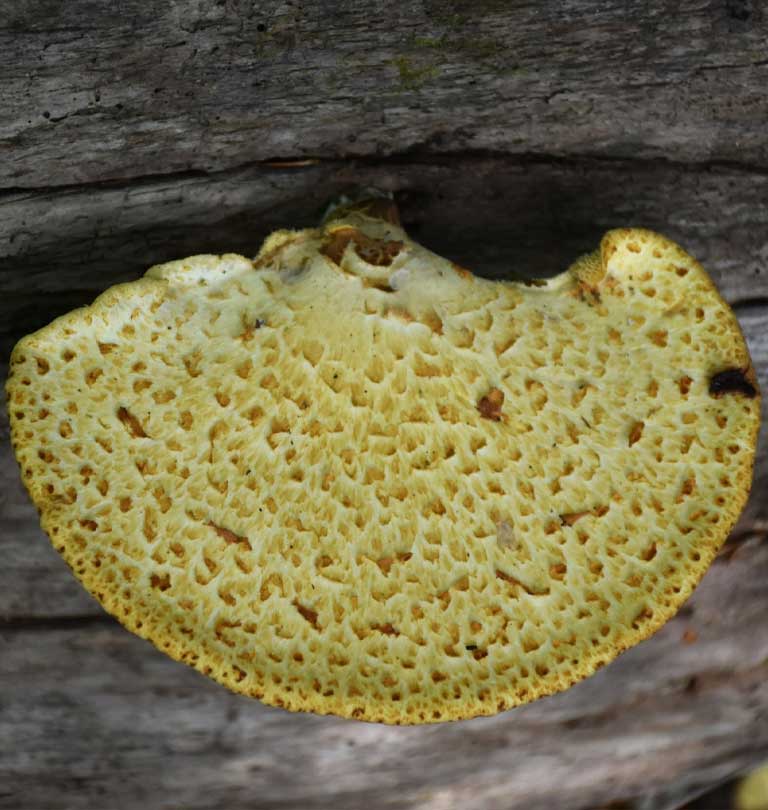 neolintoporius
