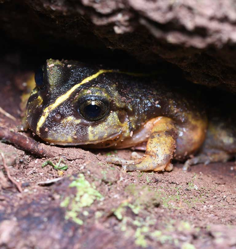 rana de parpados verdes