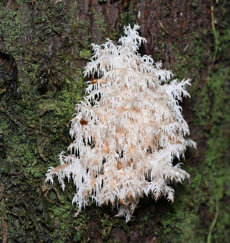 Hongo hericium