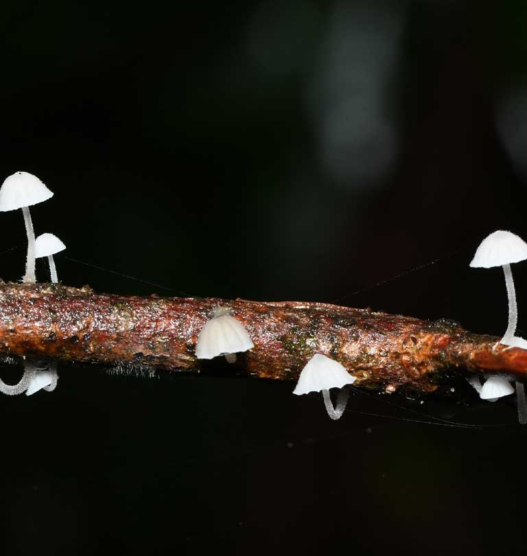 Mycena sp
