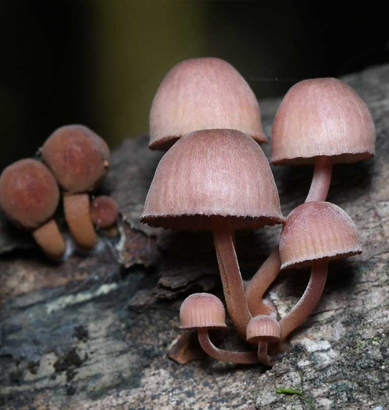 Hongo miecena hematopus