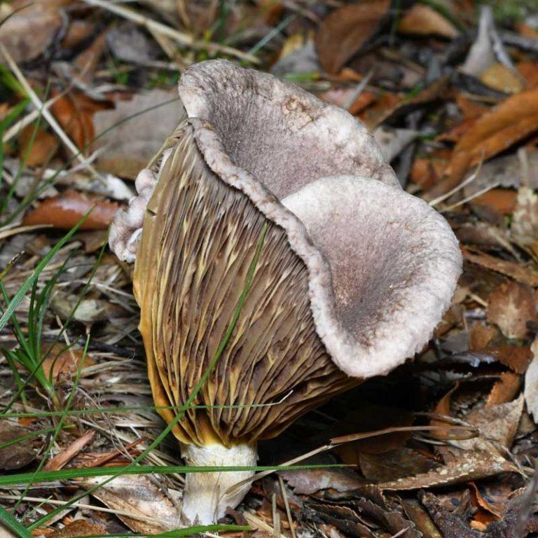 Austropaxillus sp