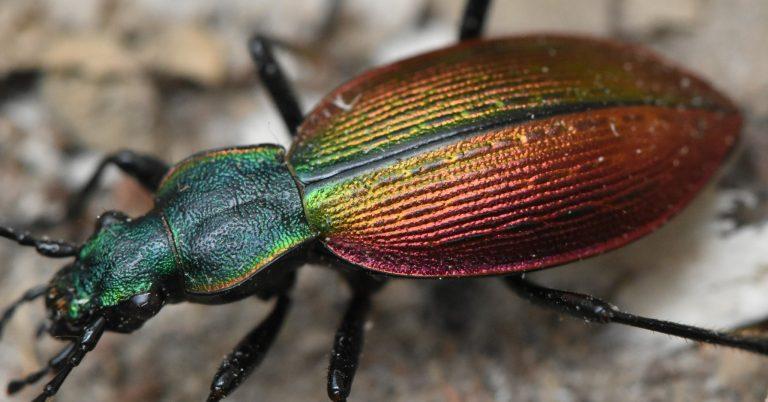 Ceroglossus chilensis
