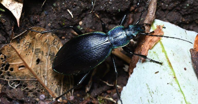 Ceroglossus darwini