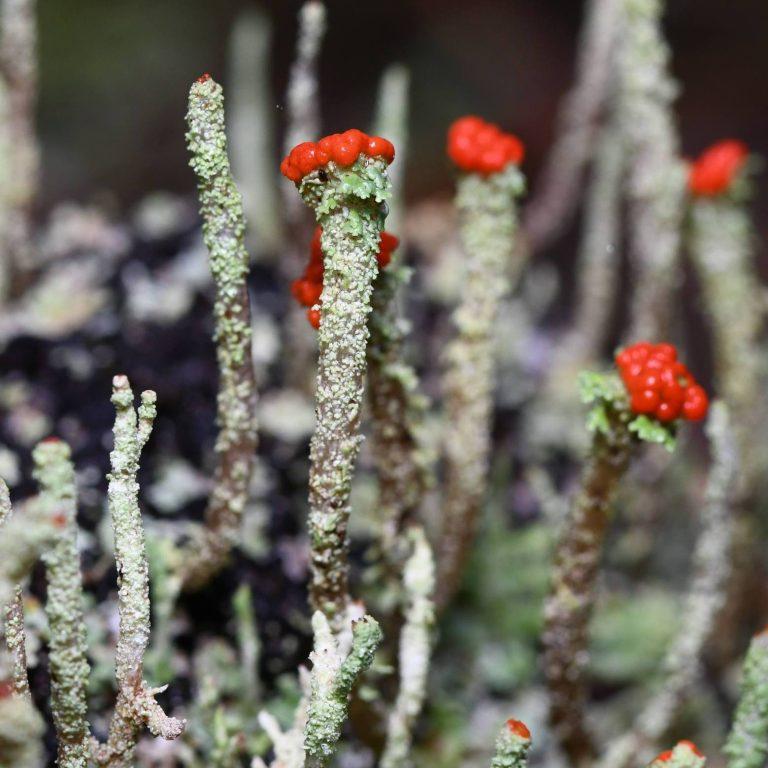 Cladonia borealis