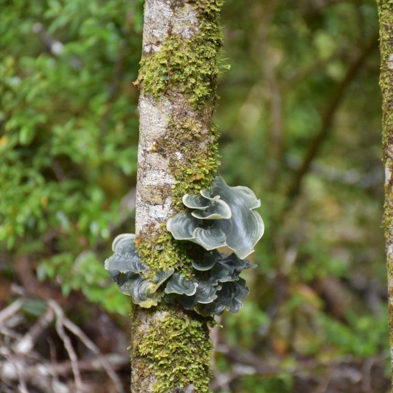 Dictyonema glabratum