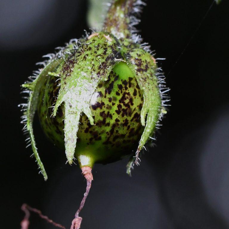 Estrellita del Bosque