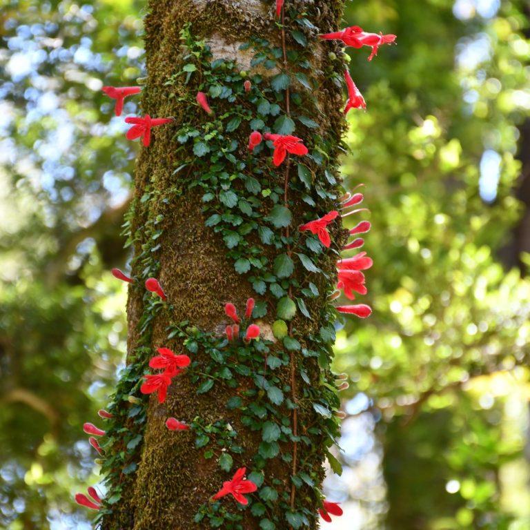 Estrellita del Bosque