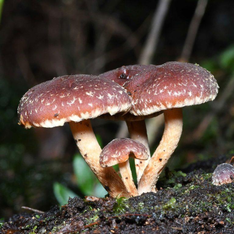 Hongo Hypholoma brunneum