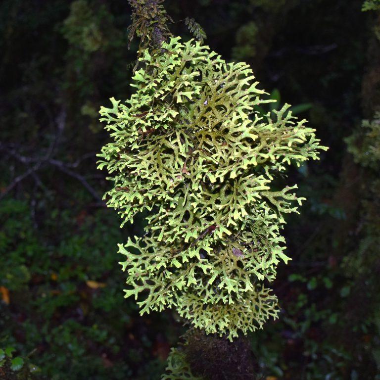 Pseudocyphellaria divulsa