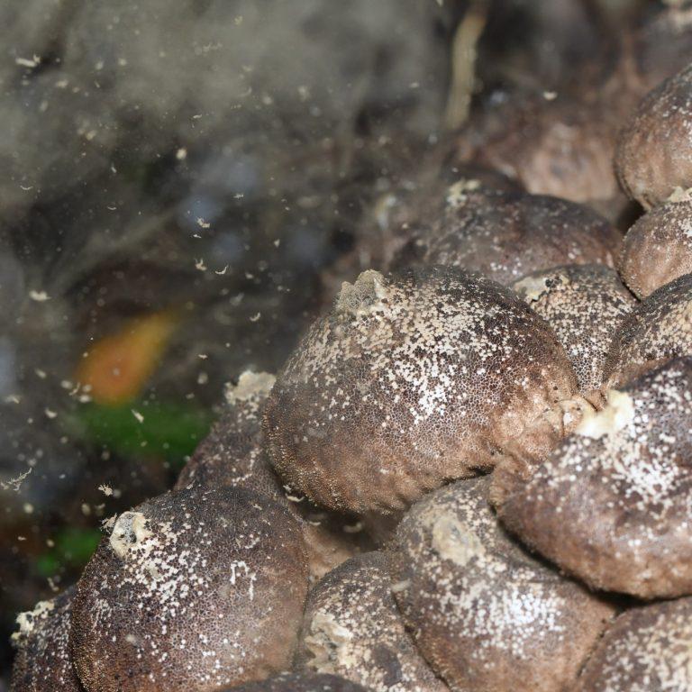 hongo Lycoperdon sp