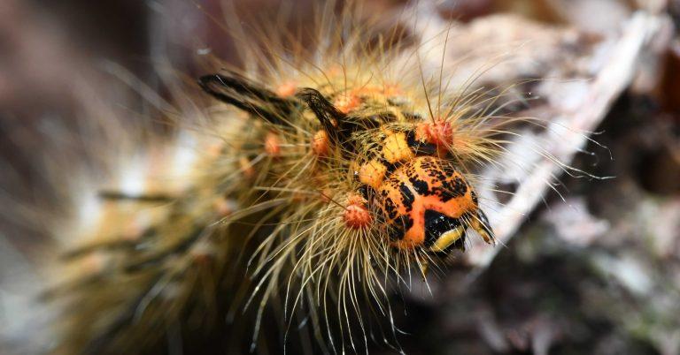 Macronphalia ancilla