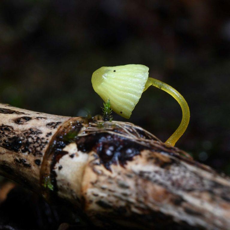 Hongo Mycena chusqueofila