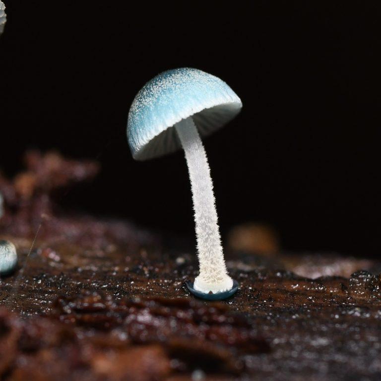 Hongo Mycena cyanocephala