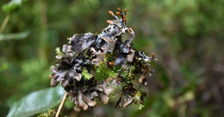 Peltigera polydactyla