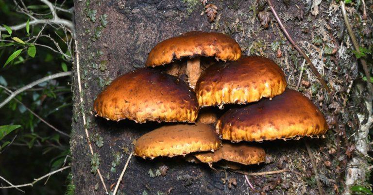 Hongo Pholiota sp