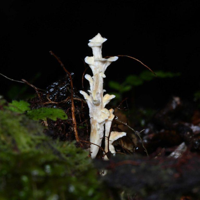 Hongo Podoserpula aliweni