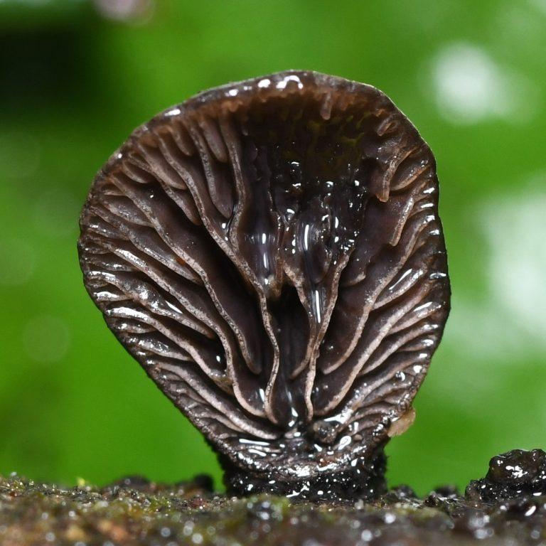 Hongo Resupinatus sp