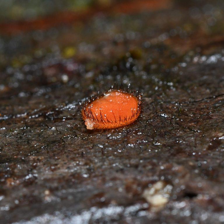 Hongo Scutellinia sp.