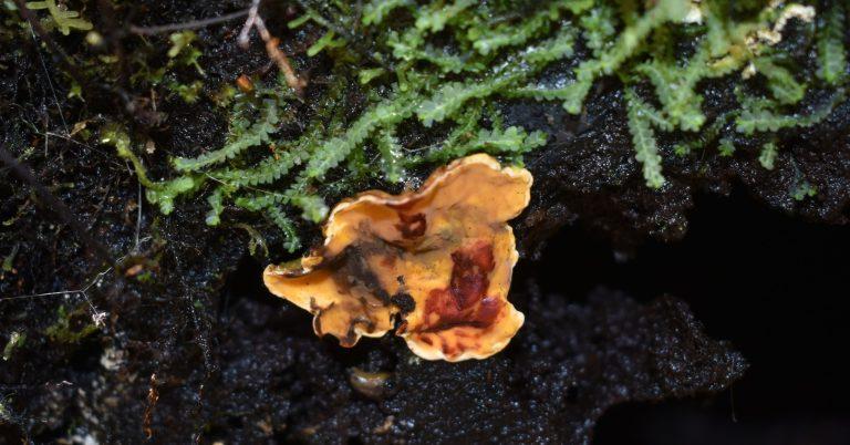 Hongo Stereum greslebiniae