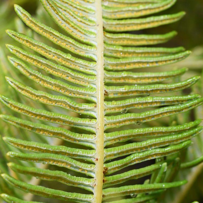 Sticherus cryptocarpus