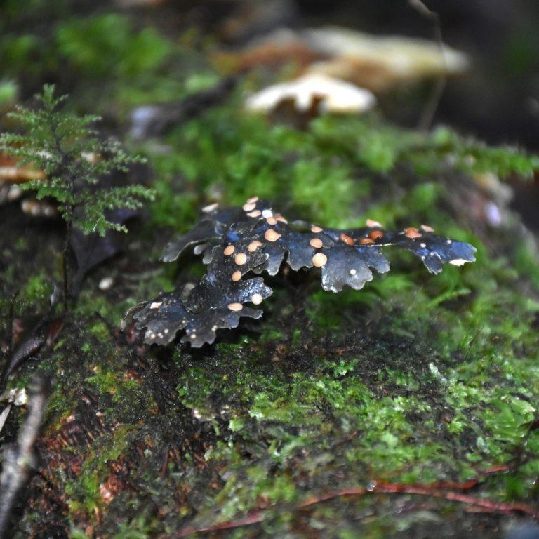 Sticta sp