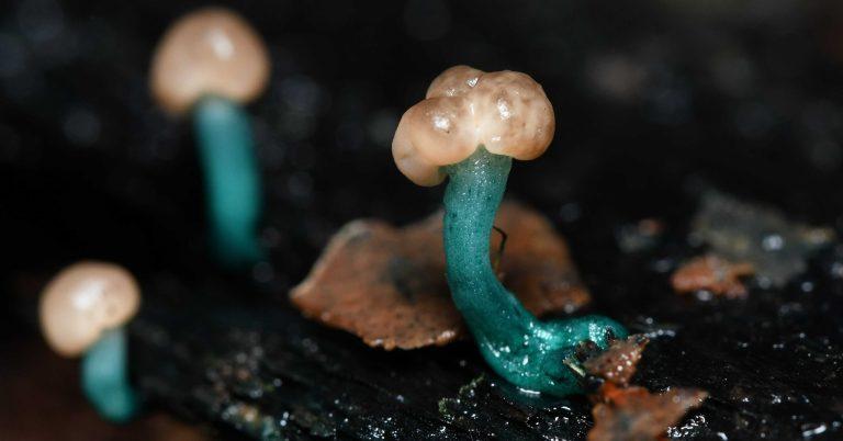 Chlorovibrissea chilensis